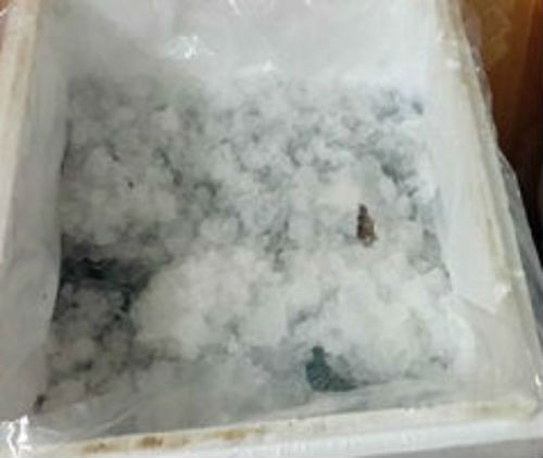 Caught pump foreign material basis for frozen shrimp
