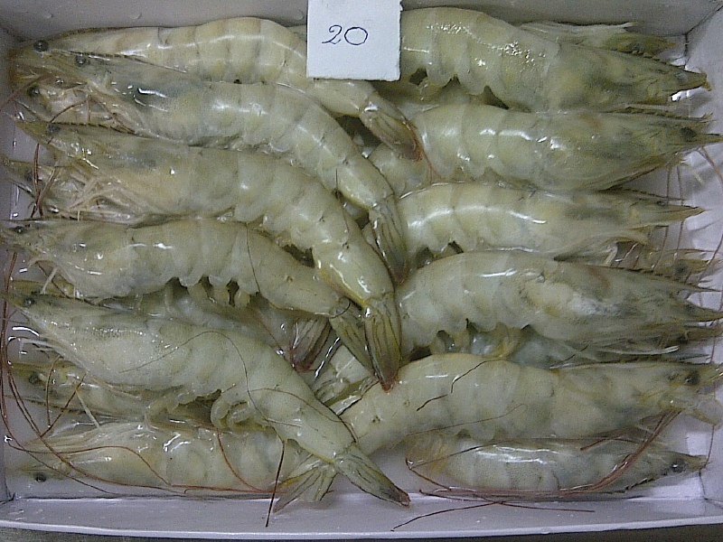 Vannamei HOSO Shrimp